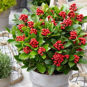 SKIMMIA JAPONICA OBSBOLWI OBSESSION VASO 18CM