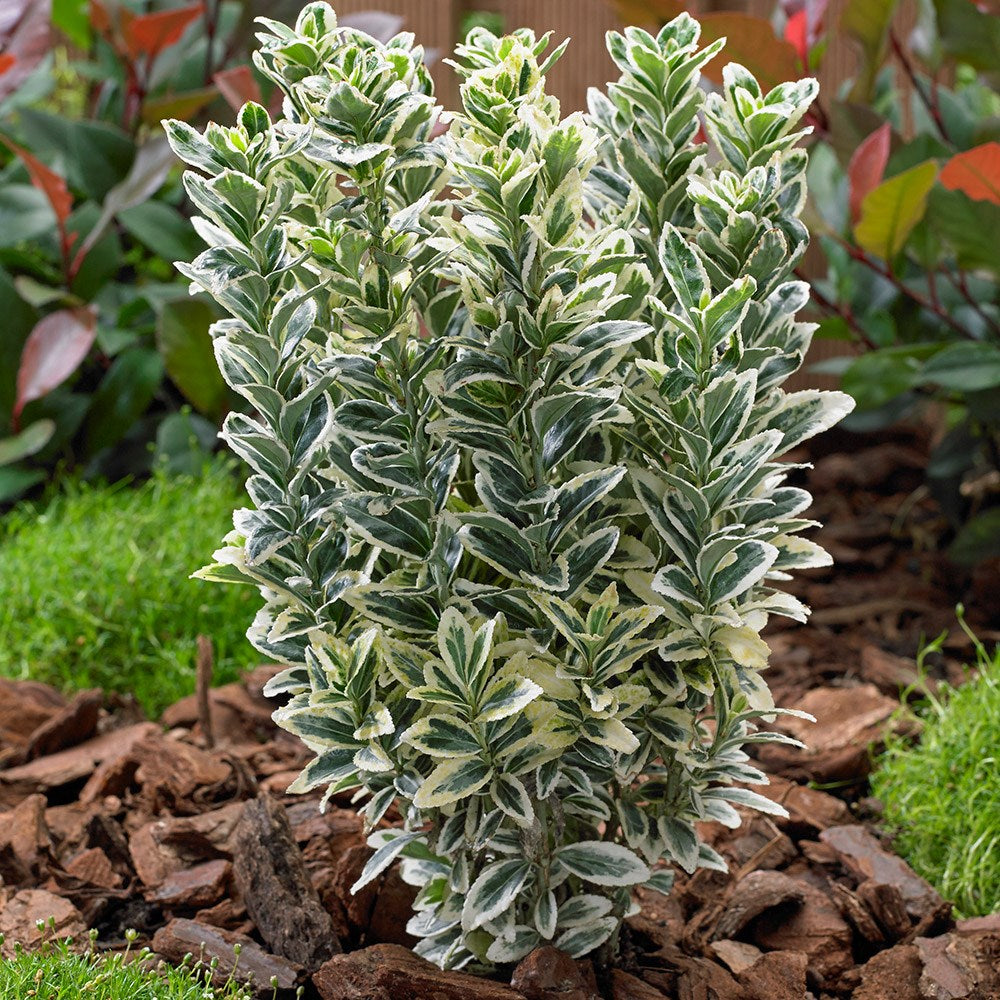 EUONYMUS WHITE SPIRE VASO 17CM