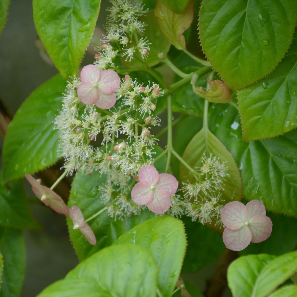 ORTENSIA HYDRANGEA ANOMALA GLABRA CRUG CORAL VASO 17CM