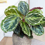 MARANTHA MEDAILLON IN VASO 17CM