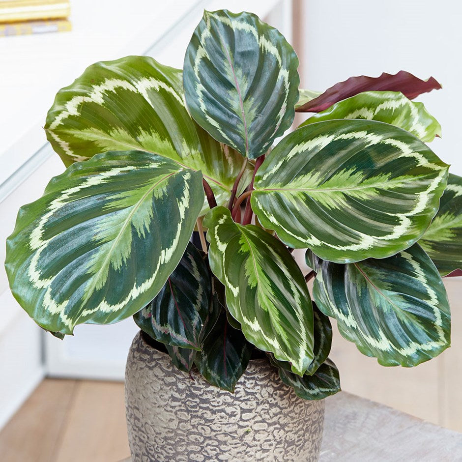 MARANTHA MEDAILLON IN VASO 15CM