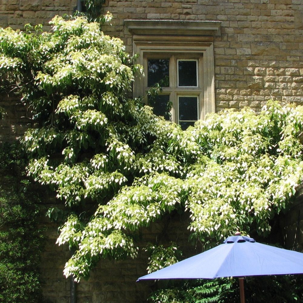 ORTENSIA HYDRANGEA SCHIZOPHRAGMA FAURIEI ANGEL WINGS VASO 17CM