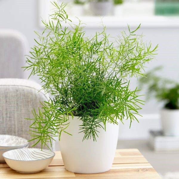 ASPARAGUS SPRENGERI VASO 18CM