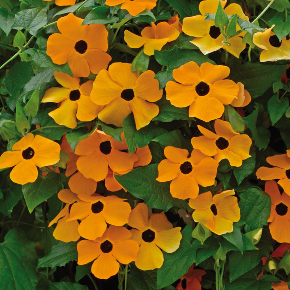THUNBERGIA ALATA ORANGE IN VASO 19CM