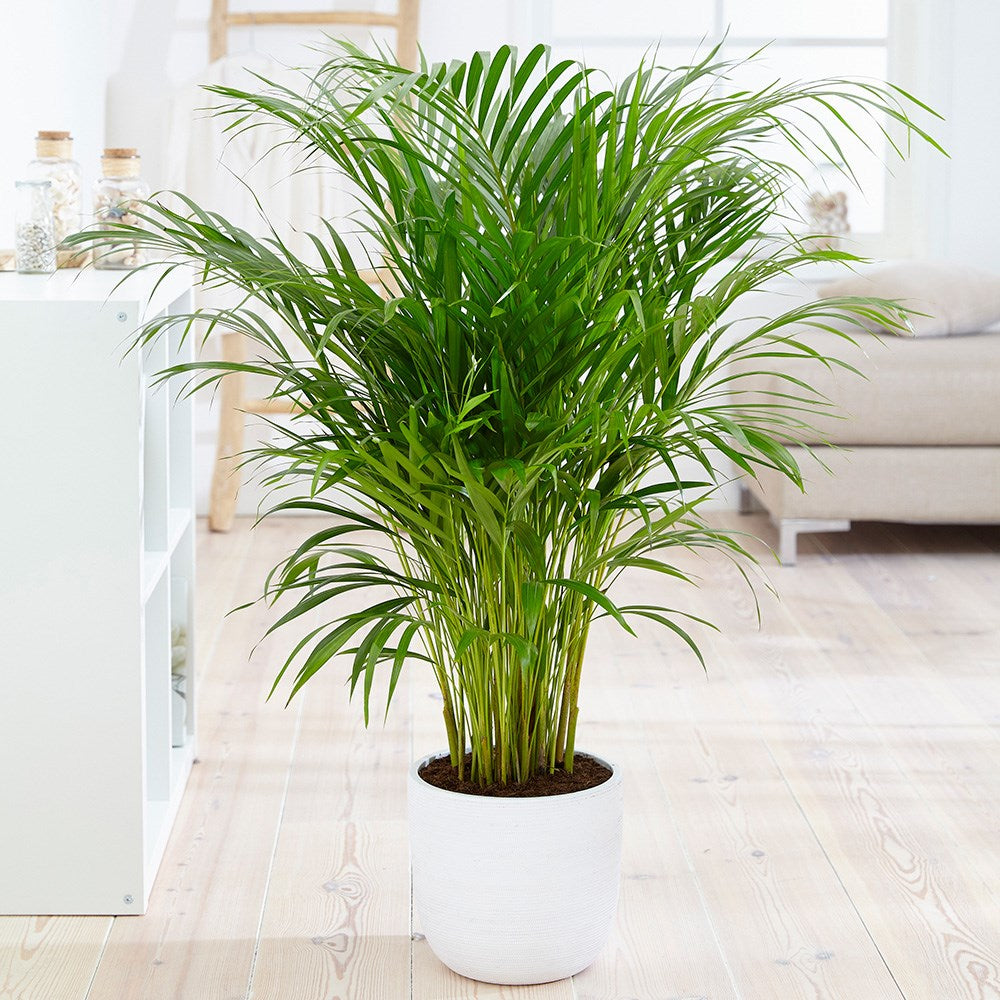ARECA DYPSIS LUTESCENS IN VASO 12CM