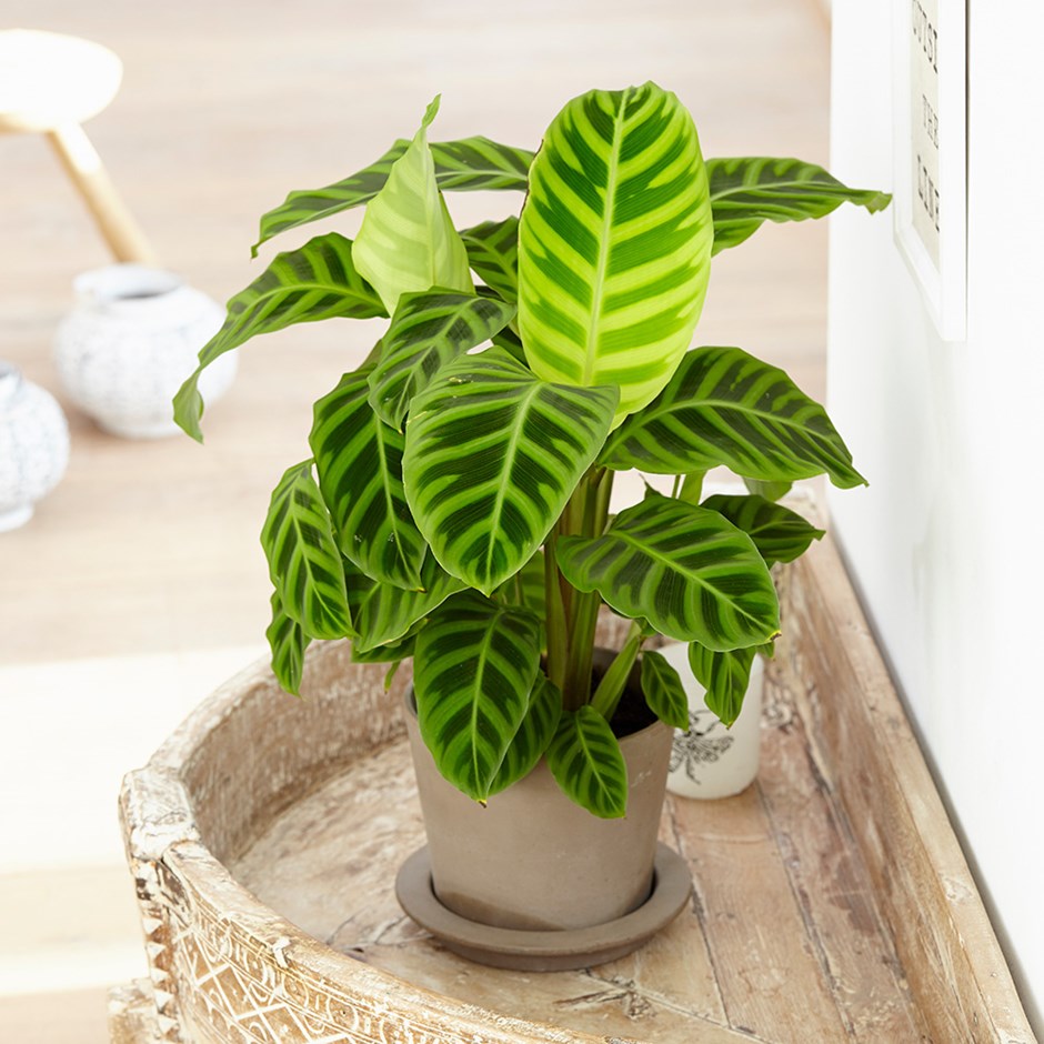 CALATHEA ZEBRINA IN VASO 9CM