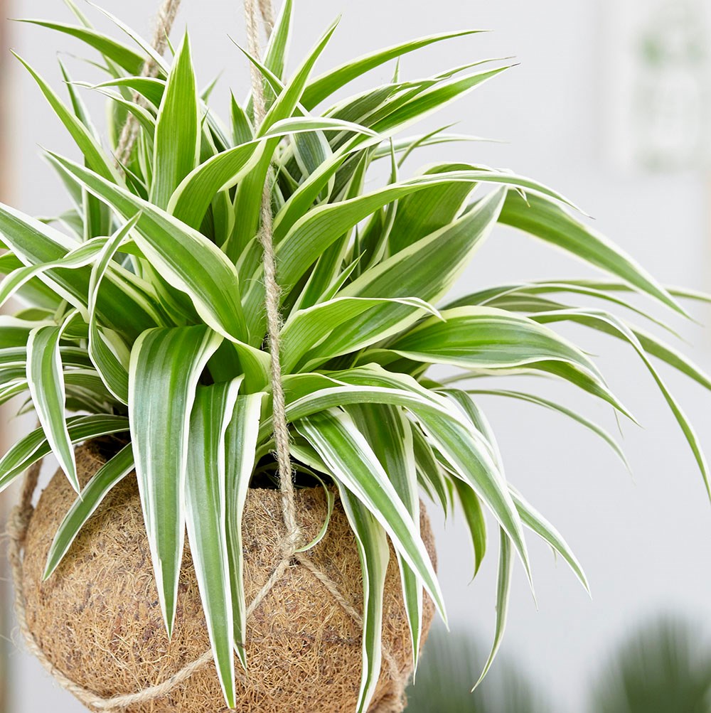 CHLOROPHYTUM COMOSUM VITATUM O NASTRINO VASO 12CM