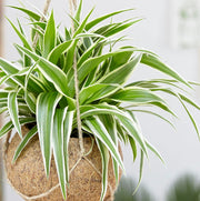 CHLOROPHYTUM COMOSUM VITATUM O NASTRINO VASO 12CM