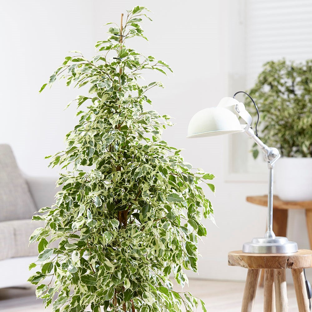 FICUS BENJAMINA TWILIGHT VASO 17CM