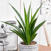 SANSEVIERIA MOON SHINE IN VASO 14CM