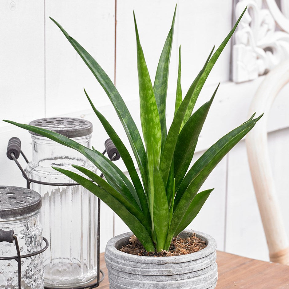 SANSEVIERIA MOON SHINE IN VASO 14CM