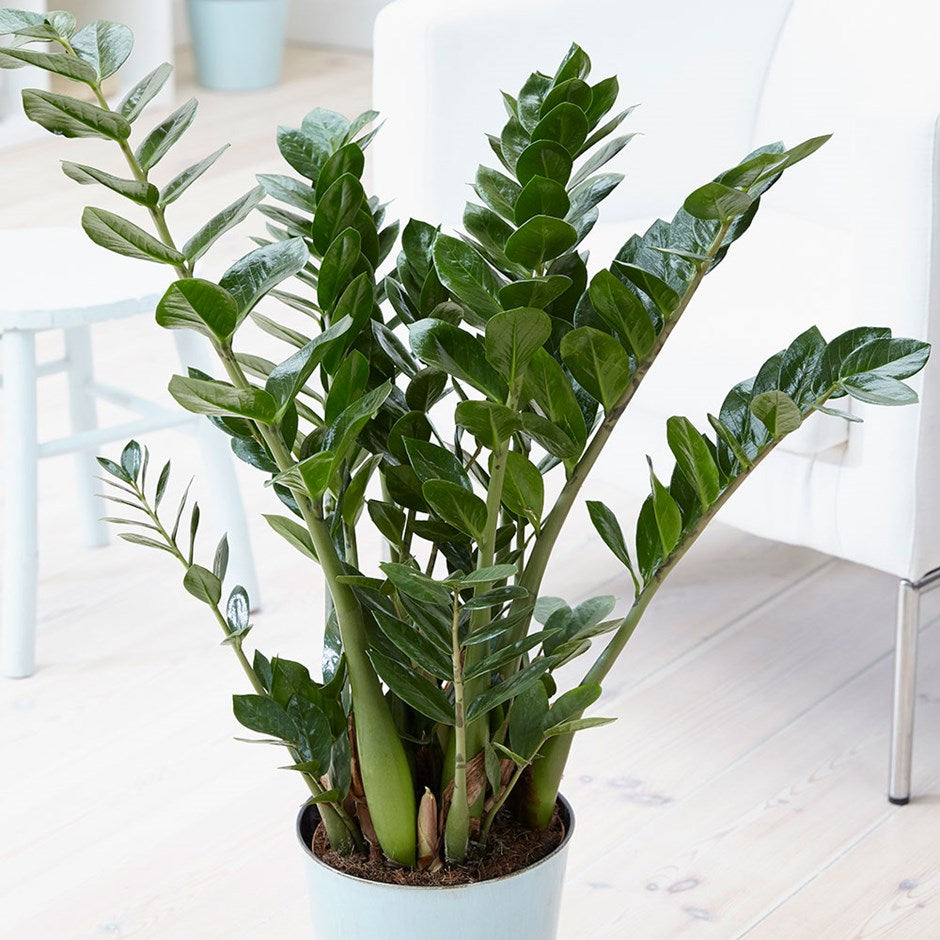 ZAMIOCULCAS IN VASO 21CM
