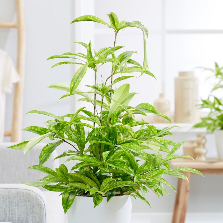 DRACAENA SURCULOSA MIKE VASO 17CM