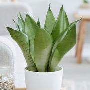 SANSEVIERIA MOON SHINE IN VASO 12CM
