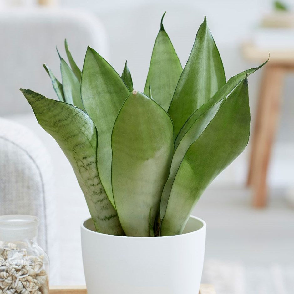 SANSEVIERIA MOON SHINE IN VASO 12CM