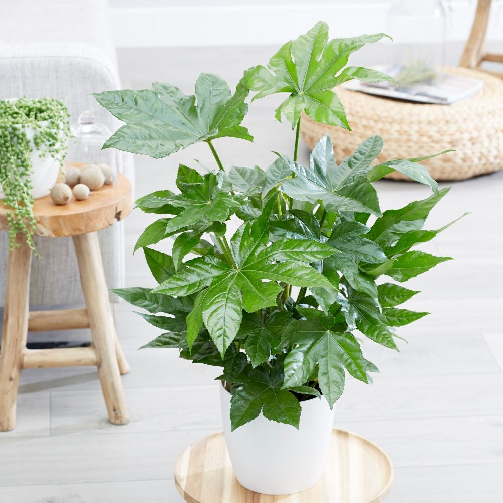FATSIA JAPONICA ARALIA VASO 15CM