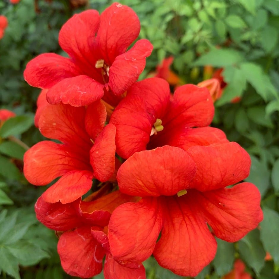 BIGNONIA CAMPSIS SUMMER JAZZ FIRE TRUMPET VASO 15CM