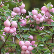 SYMPHORICARPOS ALBERO DELLE PERLE MAGICAL SWEET VASO DA 17CM