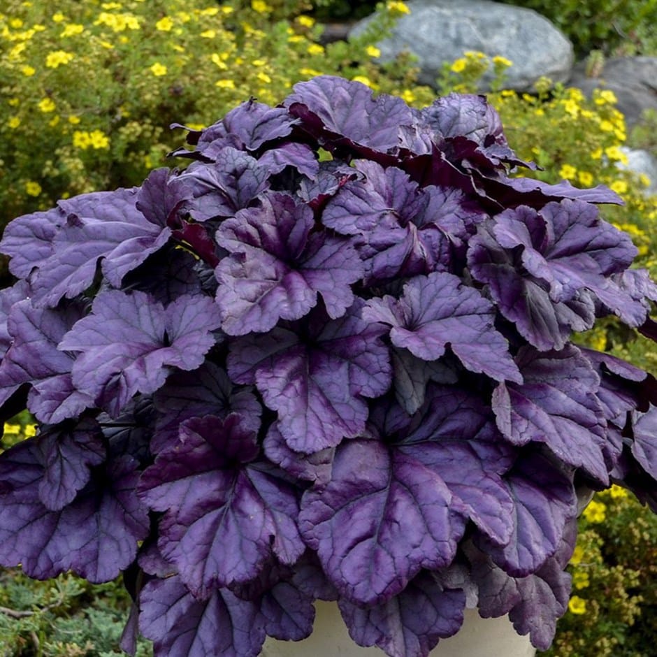 HEUCHERA WILDBERRY VASO 19CM