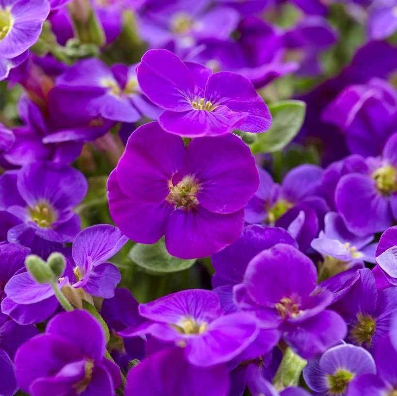 AUBRETIA GRACILIS KITTE BLU IN VASO 12CM