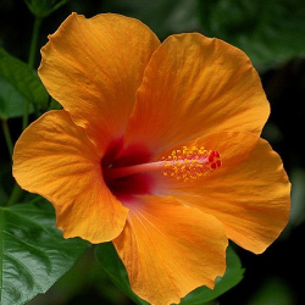 HIBISCUS IBISCO ARANCIONE IN VASO 19CM