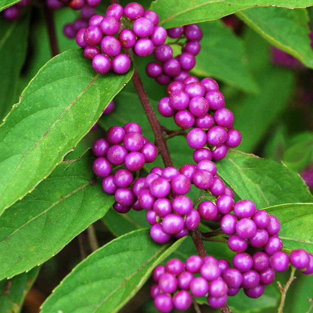 CALLICARPA BODINIERI PROFUSION VASO DA 21CM