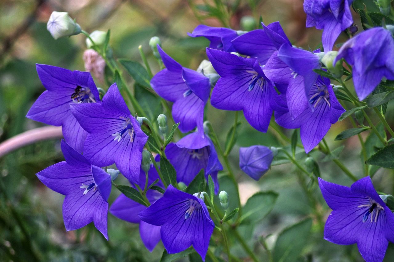 PLATYCODON CAMPANULA VASO 10CM