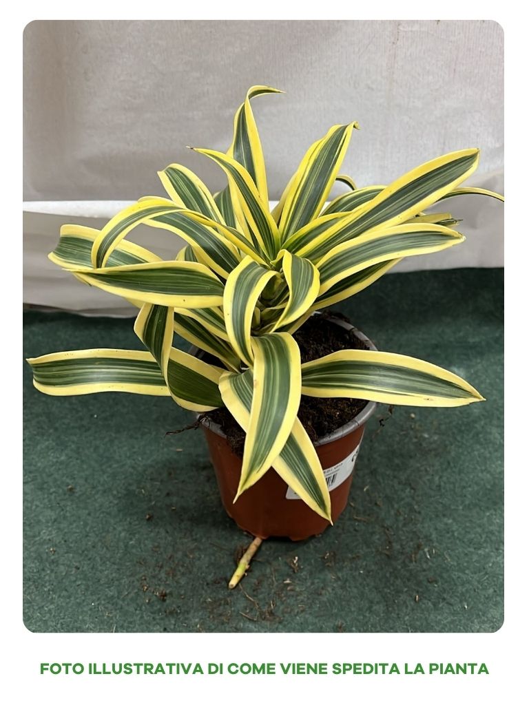 PLEOMELE IN VASO 13CM