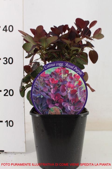 COTINUS COGGYGRIA ROYAL PURPLE VASO 15CM