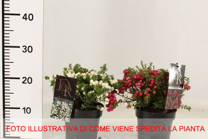 PERNETTYA BIANCA VASO 14CM