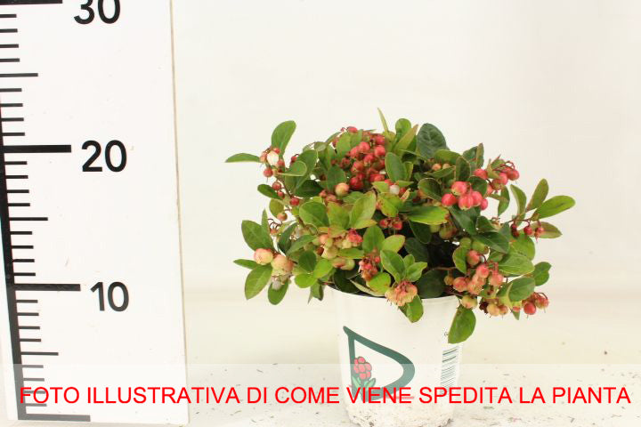 GAULTHERIA PROCUMBENS TE' DEL CANADA VASO 13CM