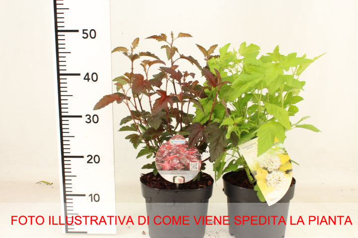 PHYSOCARPUS OPULIFOLIUS DIABLE D'OR VASO 19CM