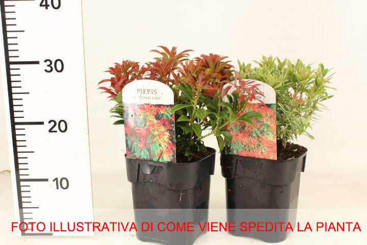 PIERIS JAPONICA MOUNTAIN FIRE VASO 17CM