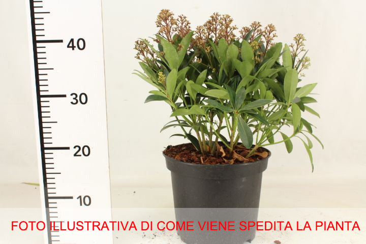 SKIMMIA RUBELLA VASO 10.5CM
