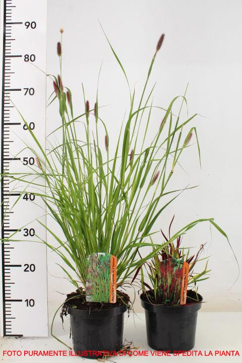 PENNISETUM SETACEUM RUBRUM VASO 17CM