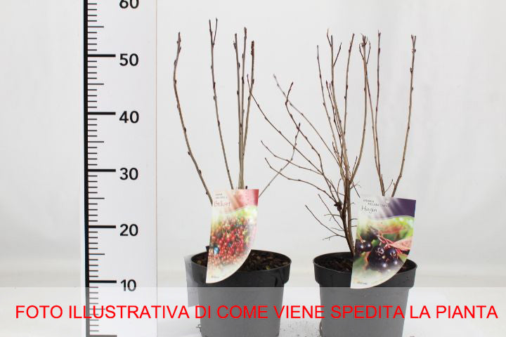 ARONIA MELONOCARPA VASO 21CM