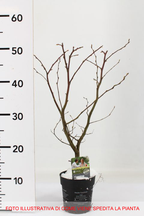CARPINUS BETULUS CARPINO VASO 14CM