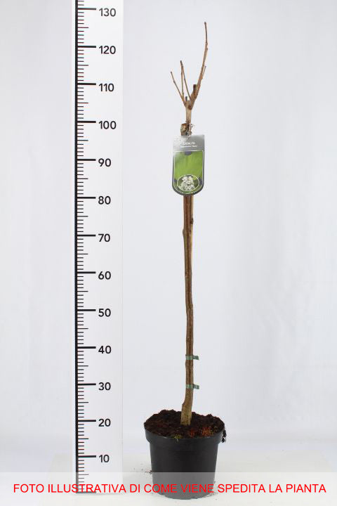 CATALPA BIGNONIOIDES NANA IN VASO 19CM