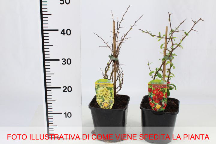 CHAENOMELES PINK LADY COTOGNO GIAPPONESE IN VASO 18CM