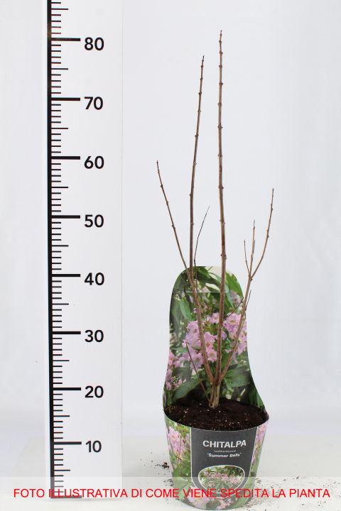 CHITALPA TASHKENTENSIS SUMMER BELLS VASO 19CM