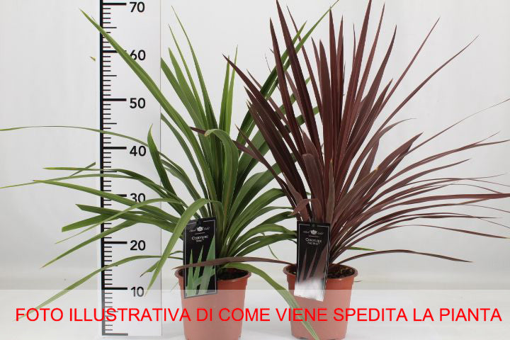 CORDYLINE RED STAR VASO 19CM