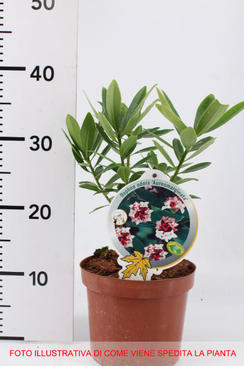 DAPHNE ODORA AUREOMARGINATA VASO 17CM
