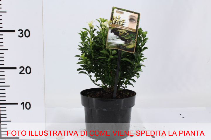 EUONYMUS PALOMA BLANCA VASO 17CM