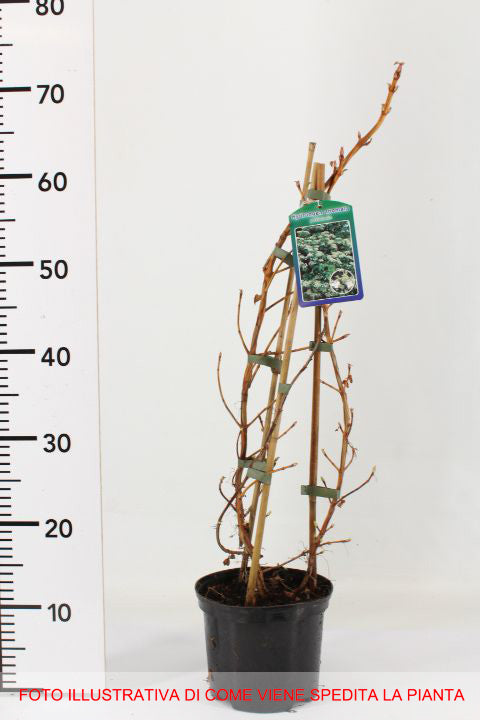 ORTENSIA HYDRANGEA ANOMALA PETIOLARIS VASO 17CM