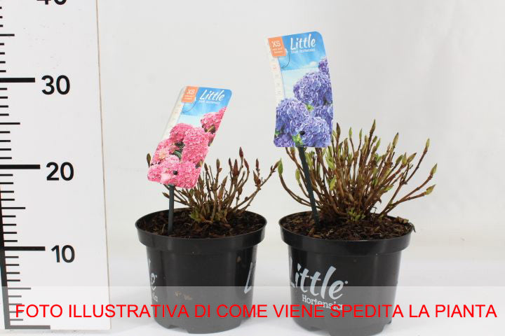 HYDRANGEA MACROPHYLLA ORTENSIA NANA LITTLE XS ROSA VASO 17CM
