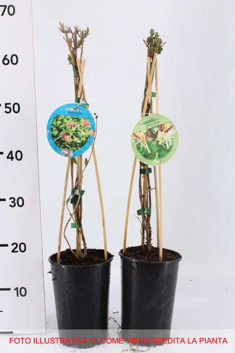 LONICERA CAPRIFOGLIO JAPONICA HALLIANA VASO 17CM