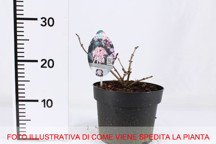 SAMBUCUS NIGRA BLACK BEAUTY VASO 19CM