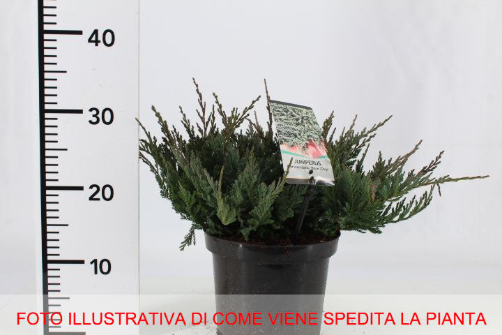 JUNIPERUS GINEPRO BLUE CHIP IN VASO 19CM