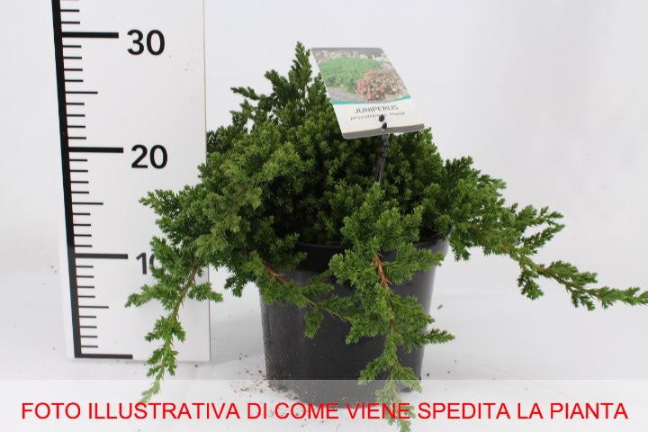 JUNIPERUS GINEPRO PROCUMBENS NANA IN VASO 19CM