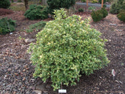 OSMANTHUS HETEROPHYLLUS GOSHIKI IN VASO 17CM